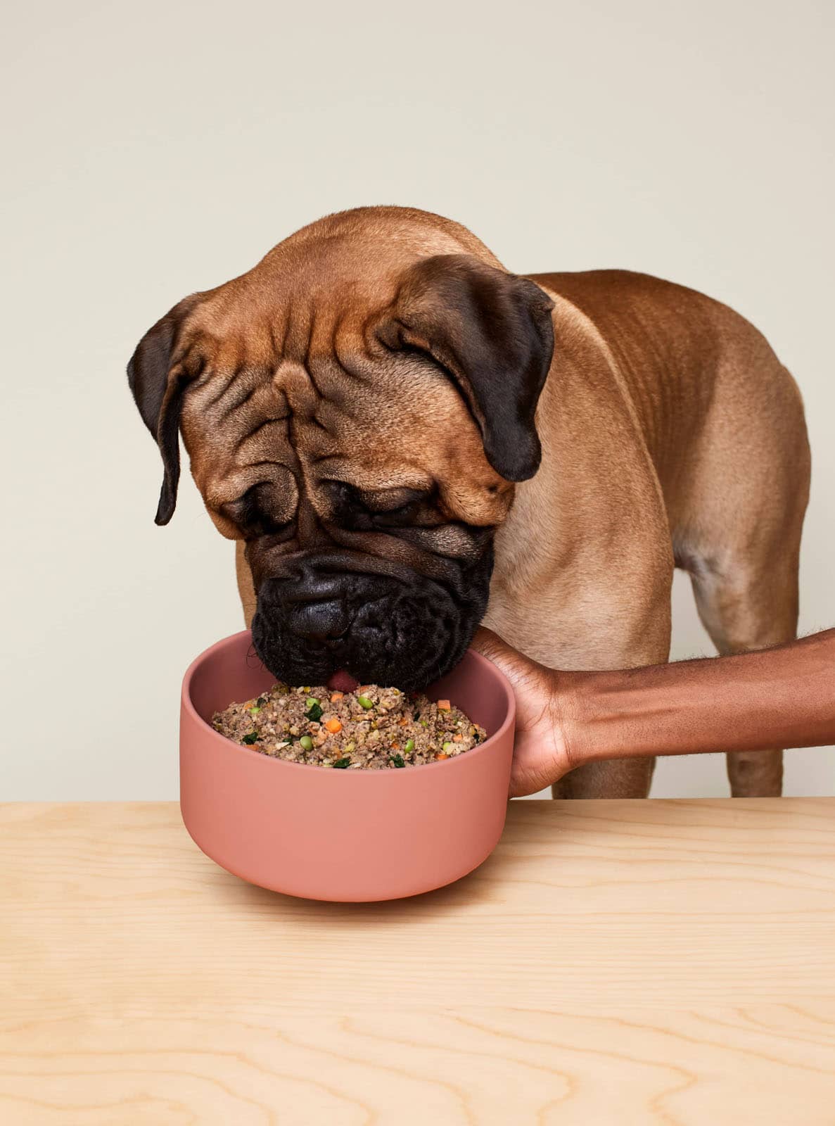 eating-fresh-dog-food-ollie