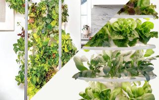 Gardyn vs Lettuce Grow